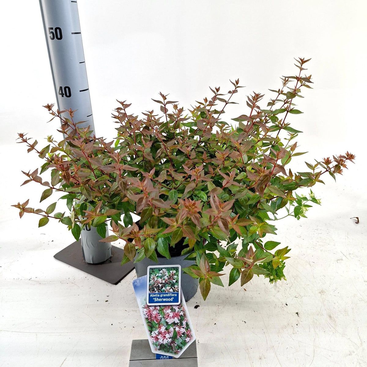 Abelia gran. Sherwood 35cm 17cm Pot