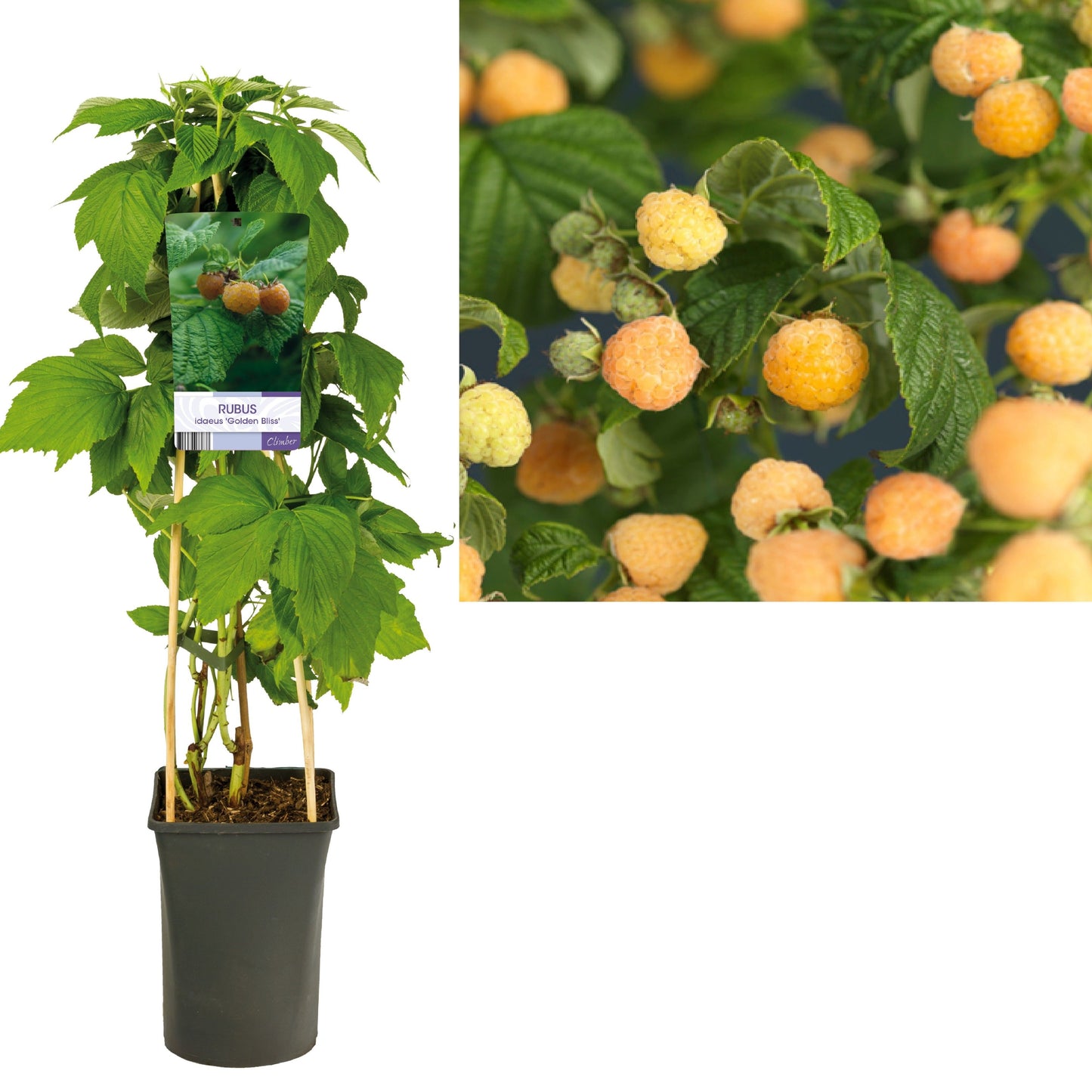 Rubus mix 75cm 17cm Pot