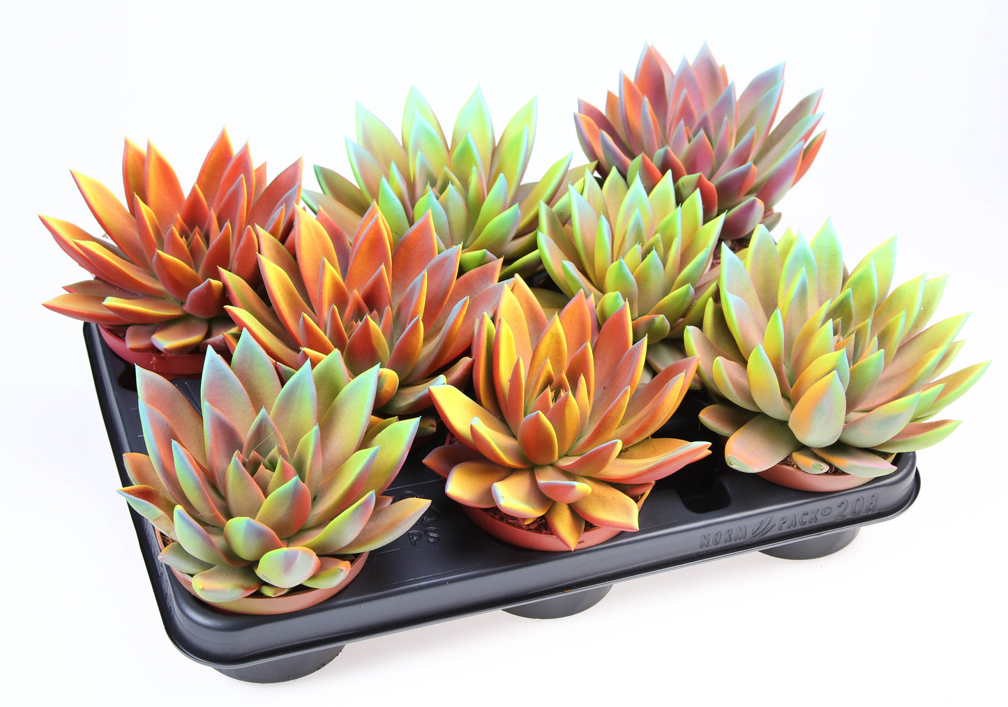 Echeveria chameleon special 12cm 10.5cm Pot