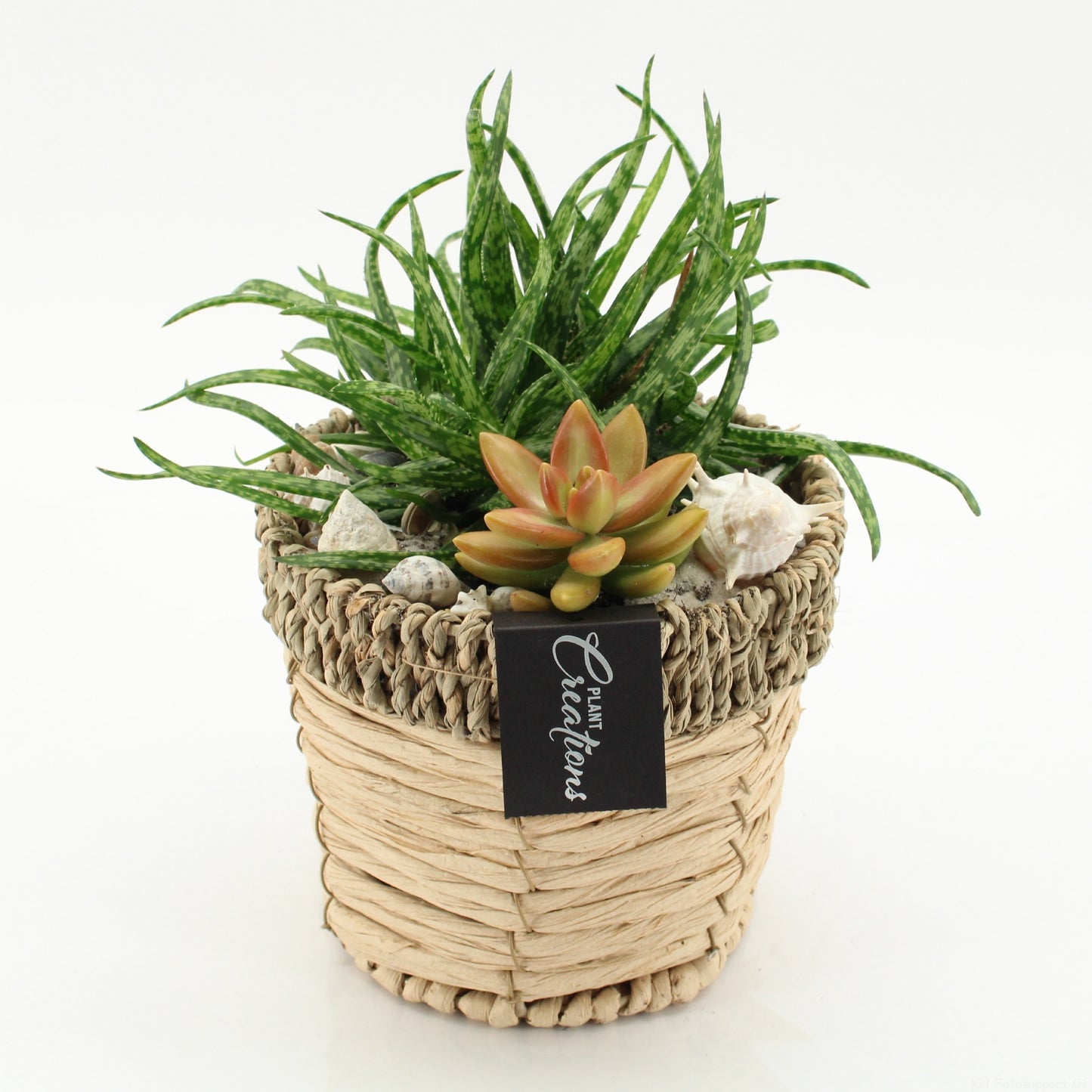 Indoor green arrangement 25cm 16cm Pot