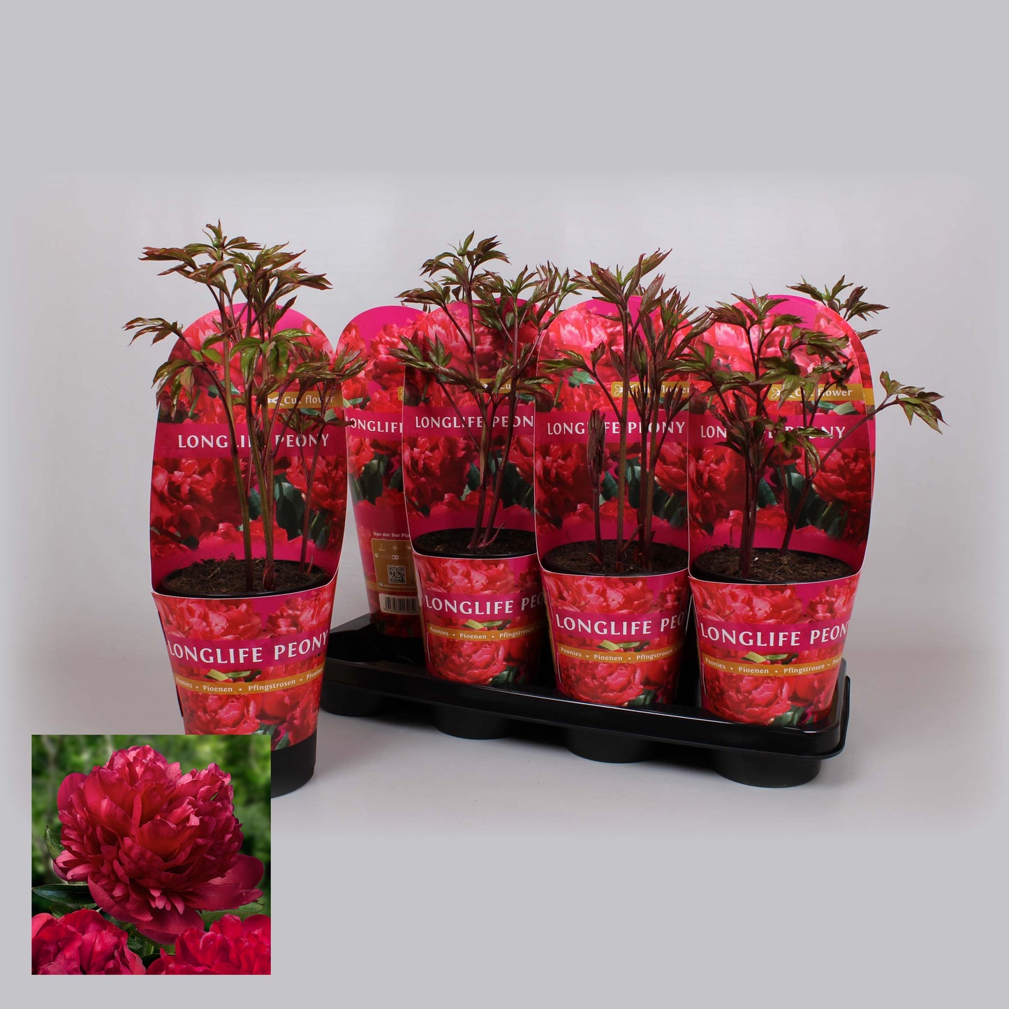 Paeonia red 25cm 14cm Pot