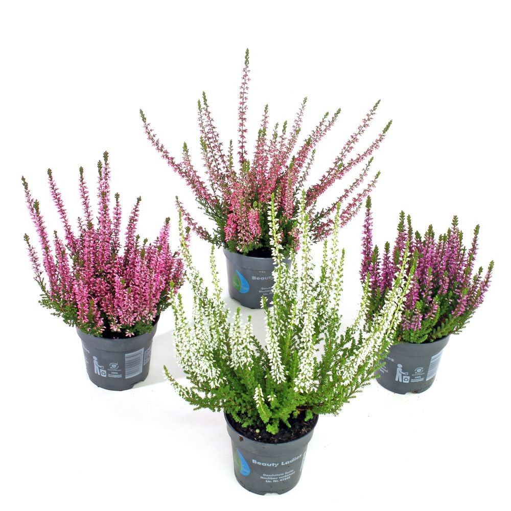 Calluna Beauty Ladies mix 20cm 509cm Pot