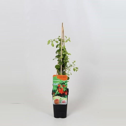 Lycium barbarum ("Goji Berry") 60cm 14cm Pot