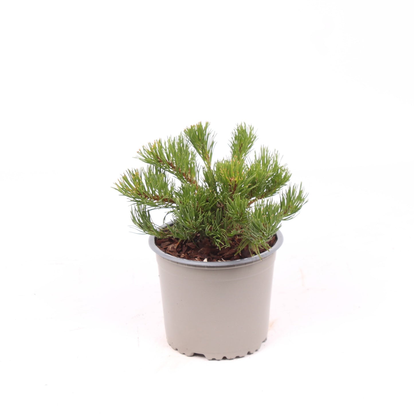 Pinus mugo Mughus 15cm 13cm Pot
