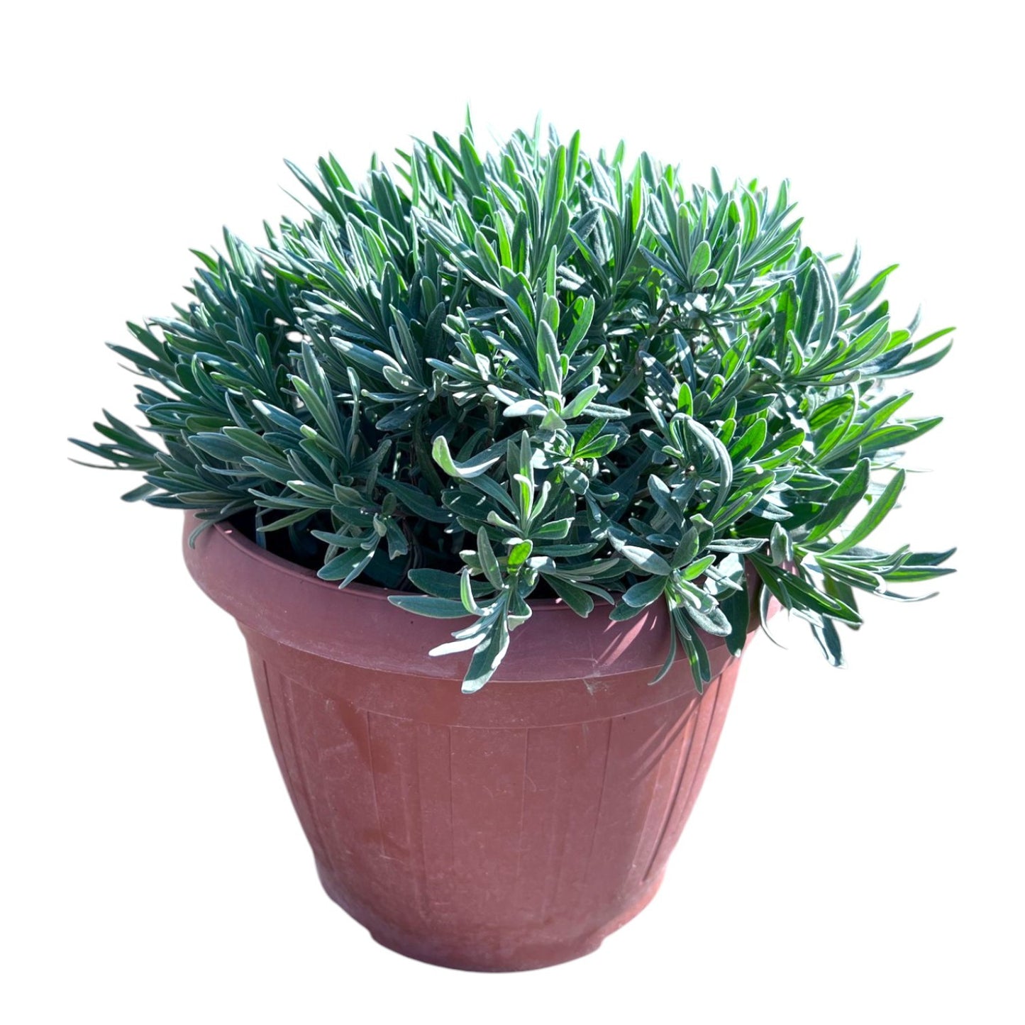 Lavandula angustifolia 45cm 25cm Pot