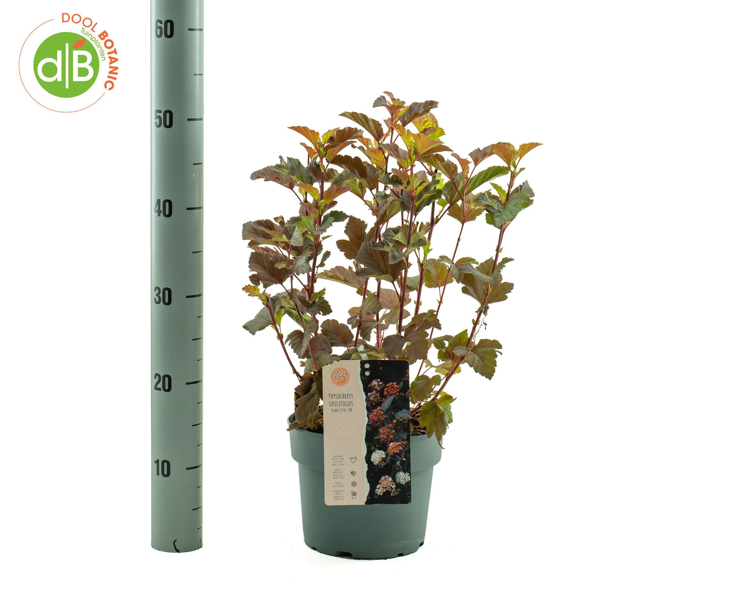 Physocarpus opulifolius 35cm 19cm Pot