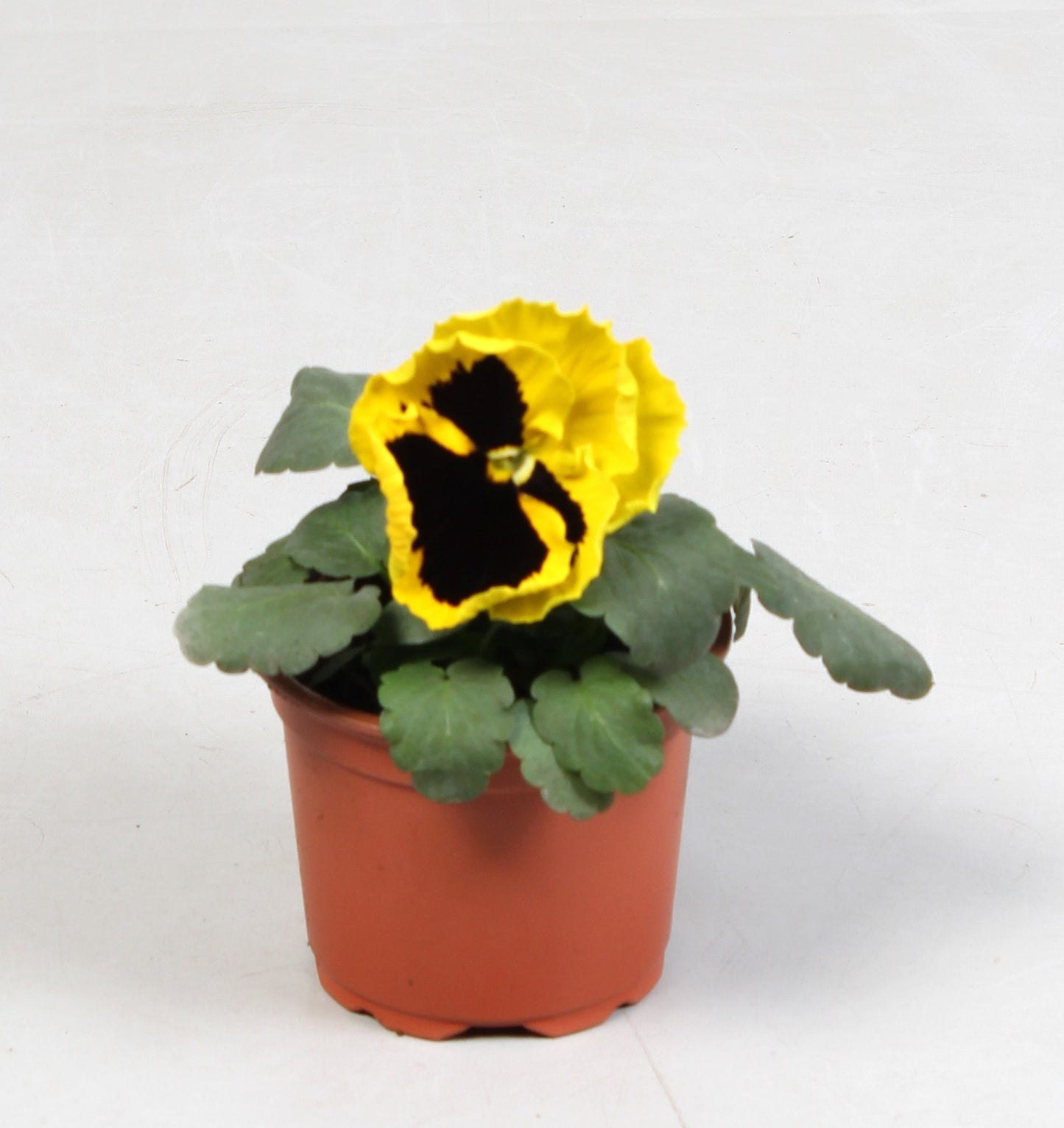 Batist BV, Kwekerij Viola Colossus Yellow with Blotch Pack of 18