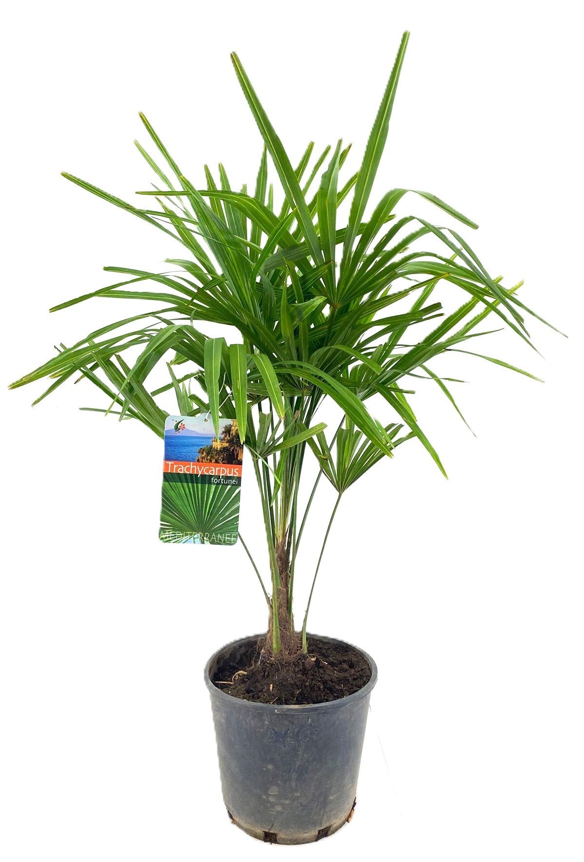 Trachycarpus fortunei 85cm 24cm Pot