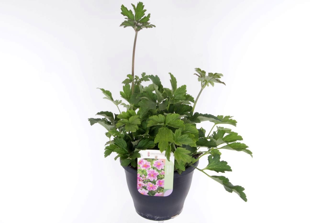 Anemone hupehensis 60cm 23cm Pot