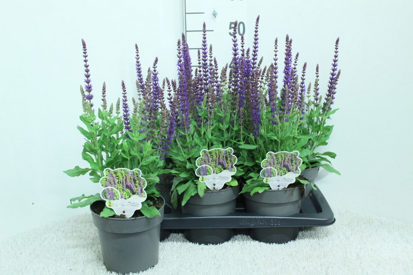 Salvia nem. Ostfriesland 50cm 17cm Pot