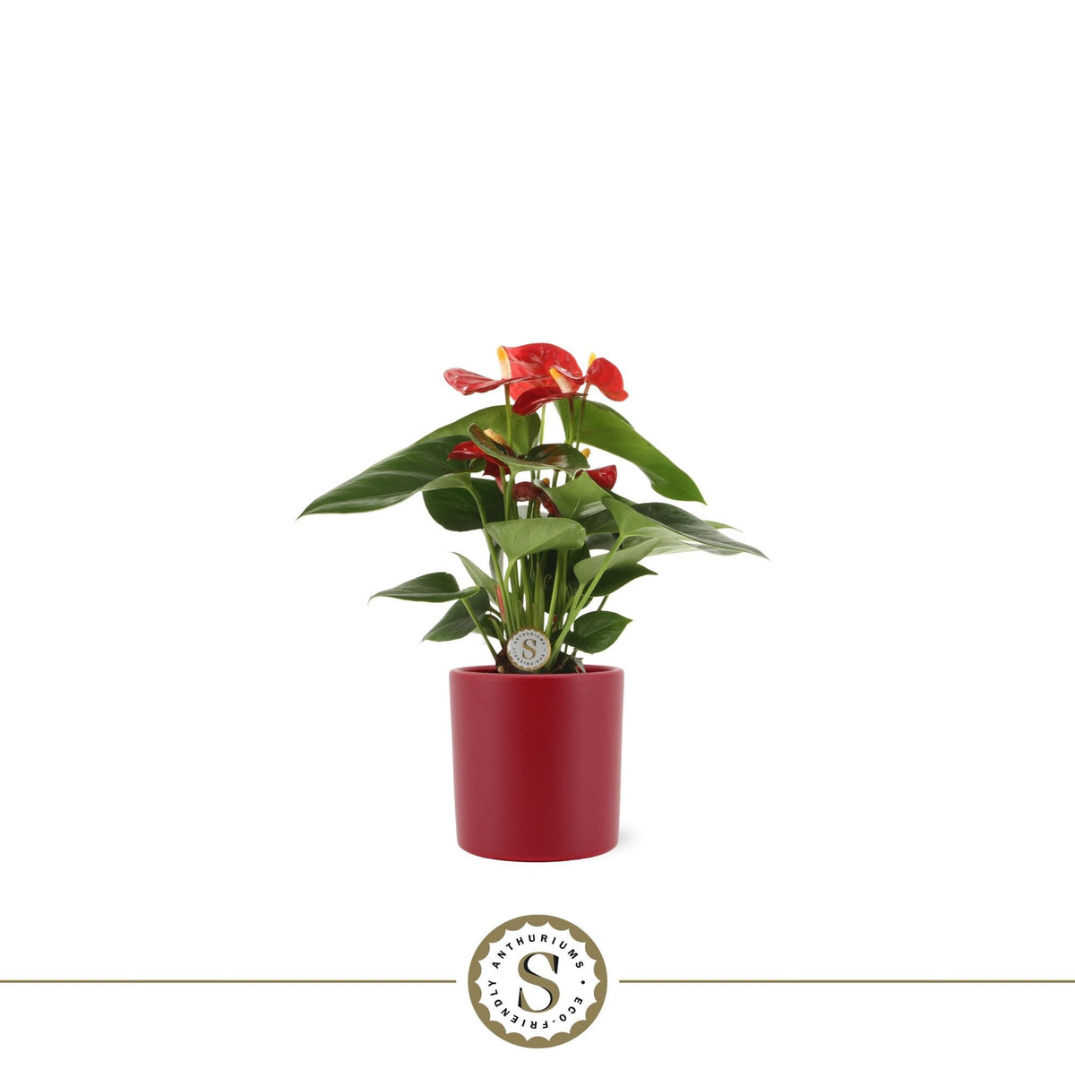 Anthurium Red Champion 30cm 9cm Pot