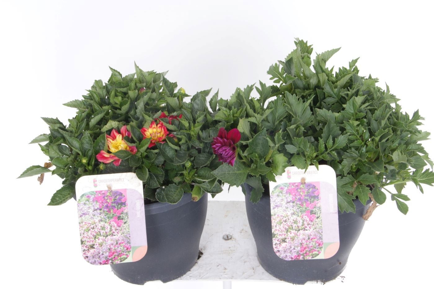 Dahlia mix 35cm 23cm Pot
