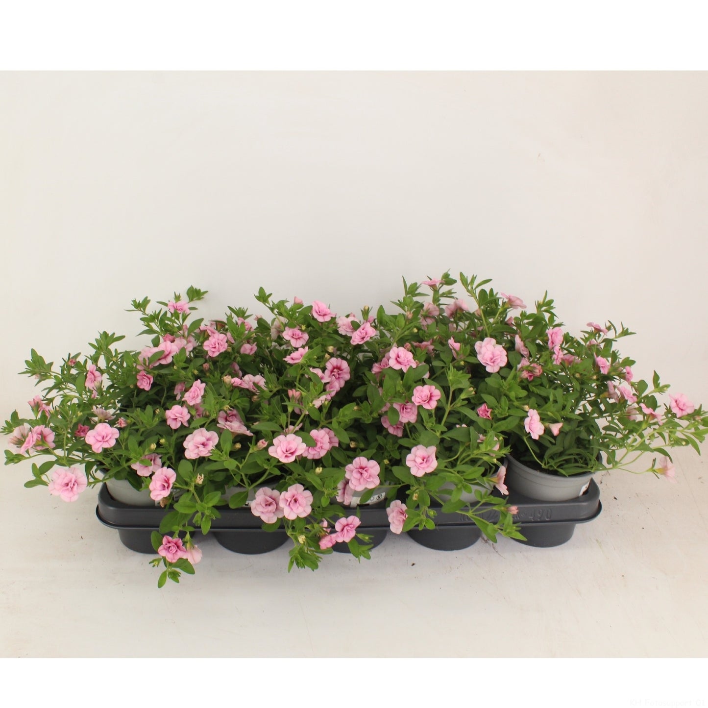 Calibrachoa Aloha Double Soft Pink Eye 22cm 12cm Pot