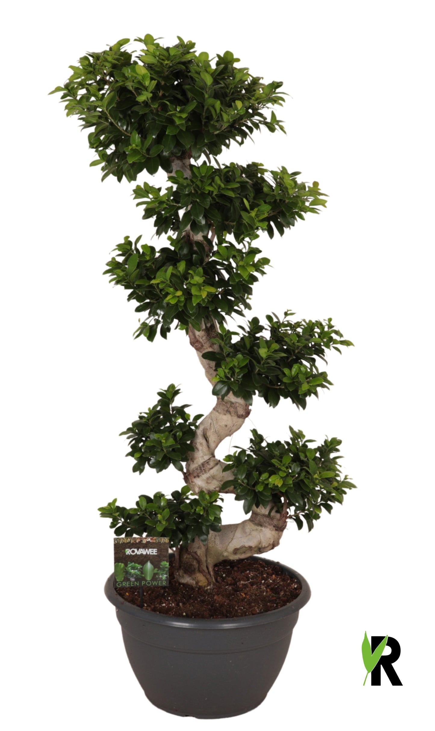 Ficus Ginseng 160cm 45cm Pot