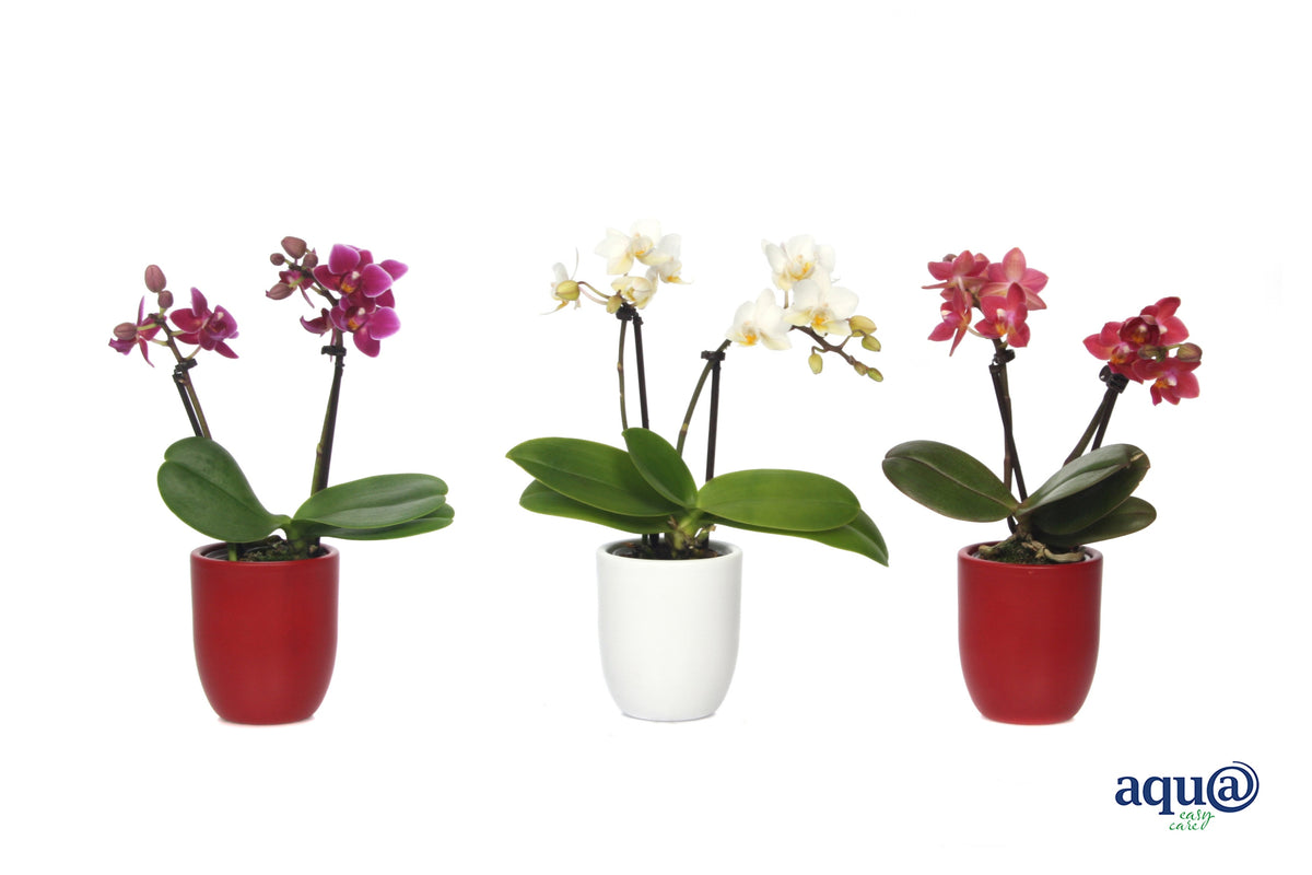 Phalaenopsis hybrid 17cm 6cm Pot