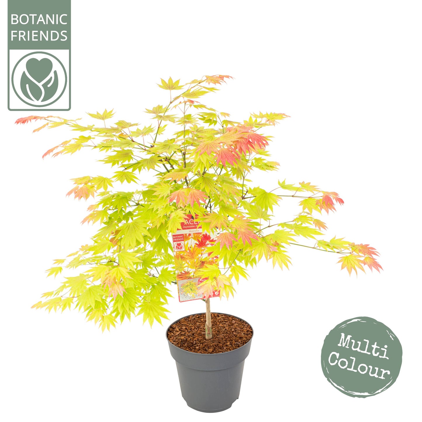 Acer shirasawanum 100cm 29cm Pot