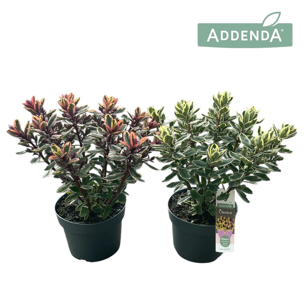 Hebe Addenda mix 40cm 17cm Pot