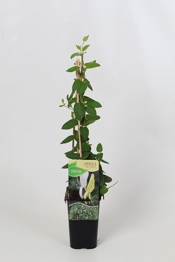 Lonicera Hall Prolific 60cm 14cm Pot