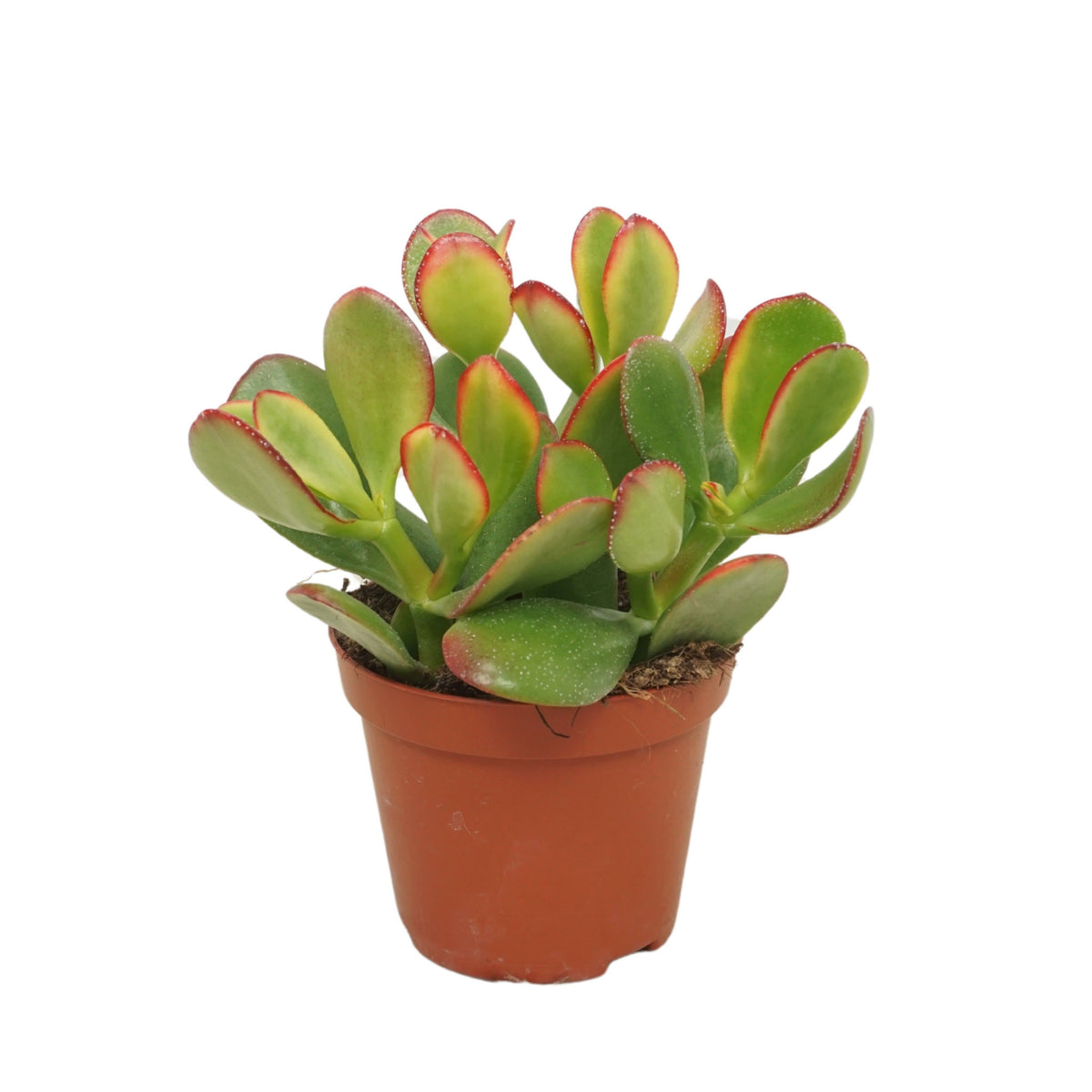 Crassula Sunset 10cm 8.5cm Pot