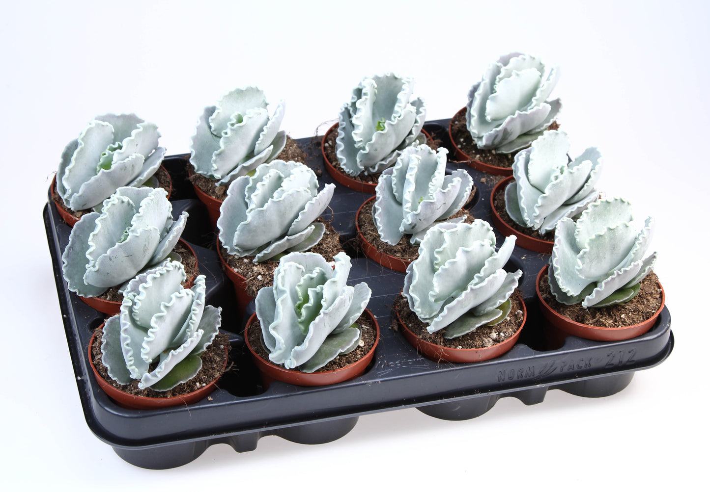 Cotyledon undulata 10cm 8.5cm Pot