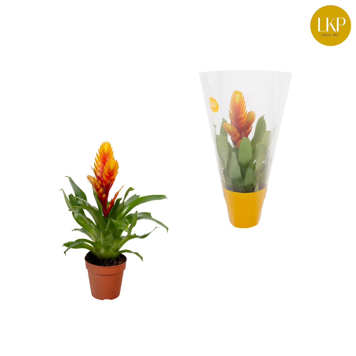 Vriesea El Dorado 30cm 10.5cm Pot