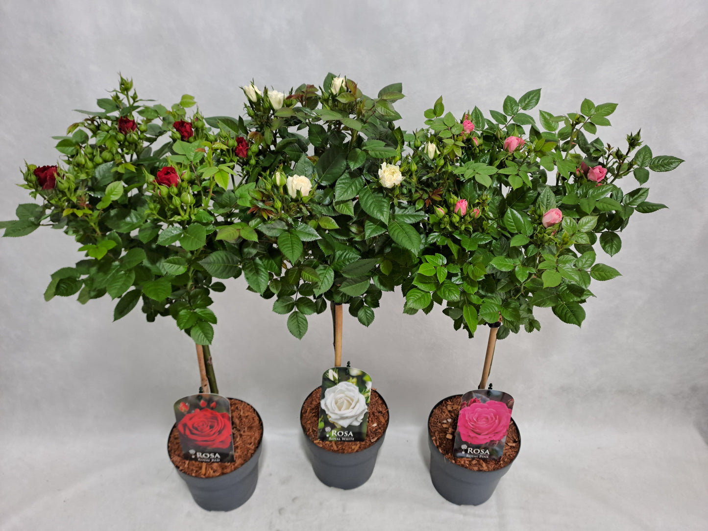 Roses standard mix 75cm 17cm Pot