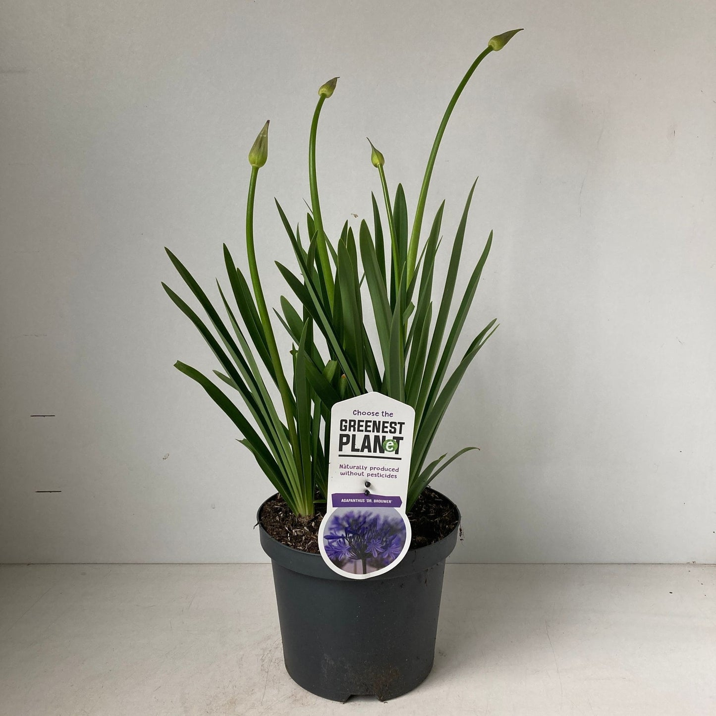 Agapanthus Dr. Brouwer 45cm 19cm Pot
