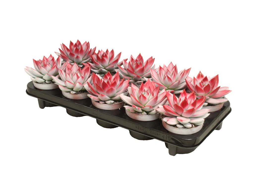 Echeveria wit 13cm 10.5cm Pot
