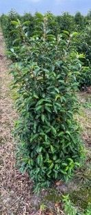 Prunus lusitanica Angustifolia 170cm 29cm Pot