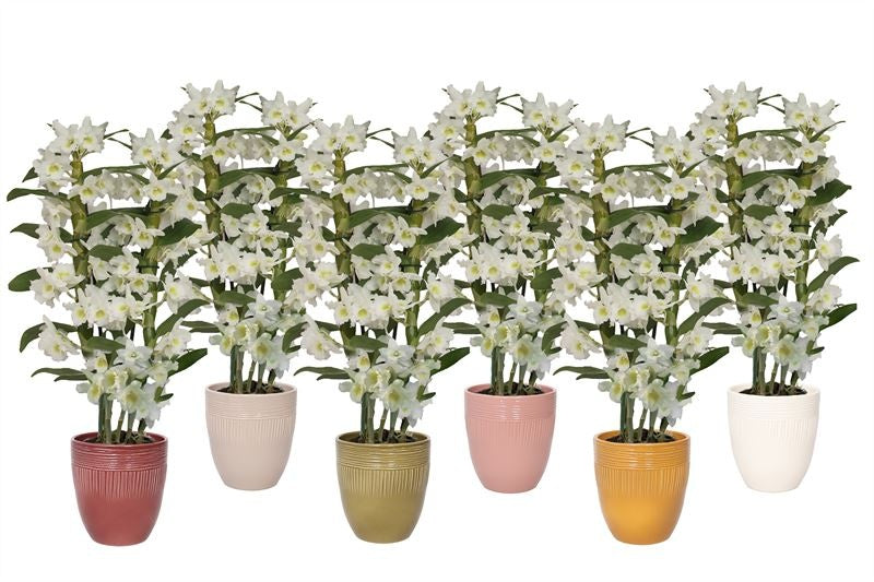 Dendrobium Apollon 50cm 12cm Pot