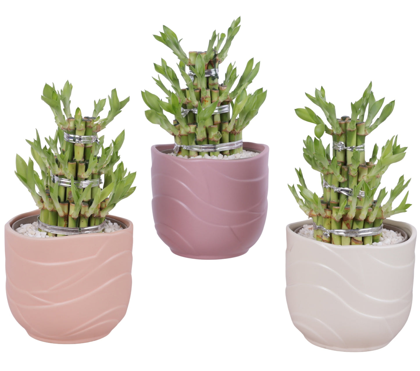 Drac. Lucky Bamboo 25cm 14cm Pot