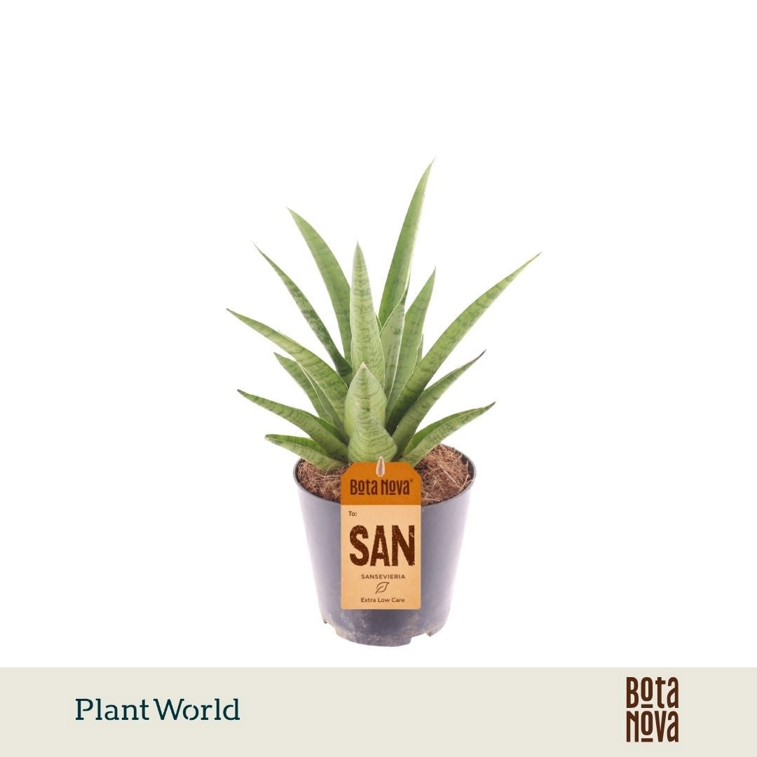 Sansevieria cylindrica 30cm 12cm Pot
