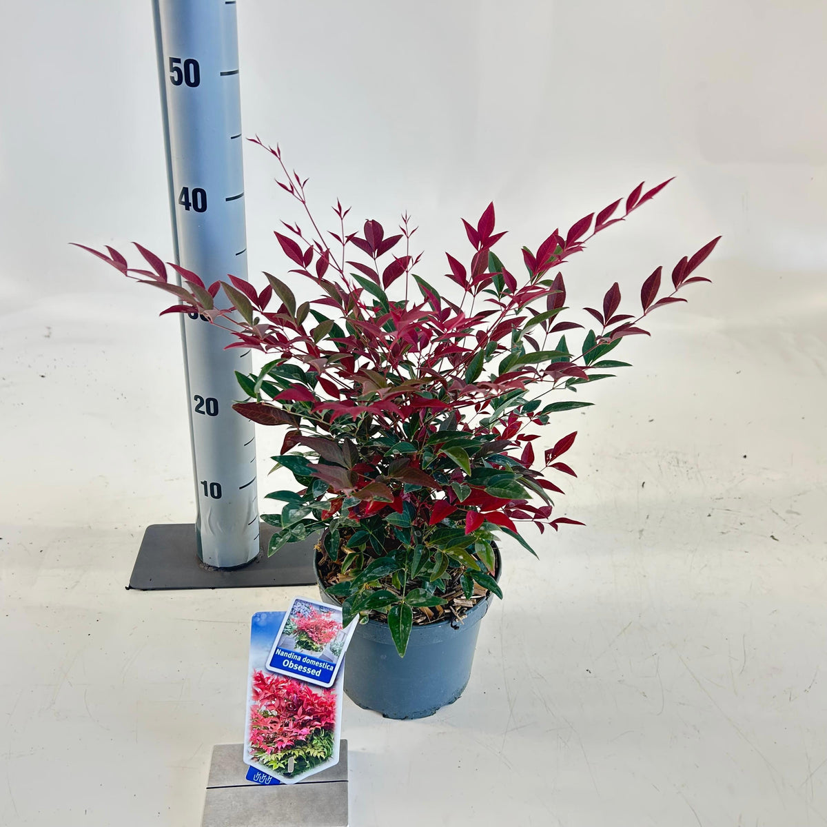 Nandina domestica Obsessed Seika 35cm 17cm Pot