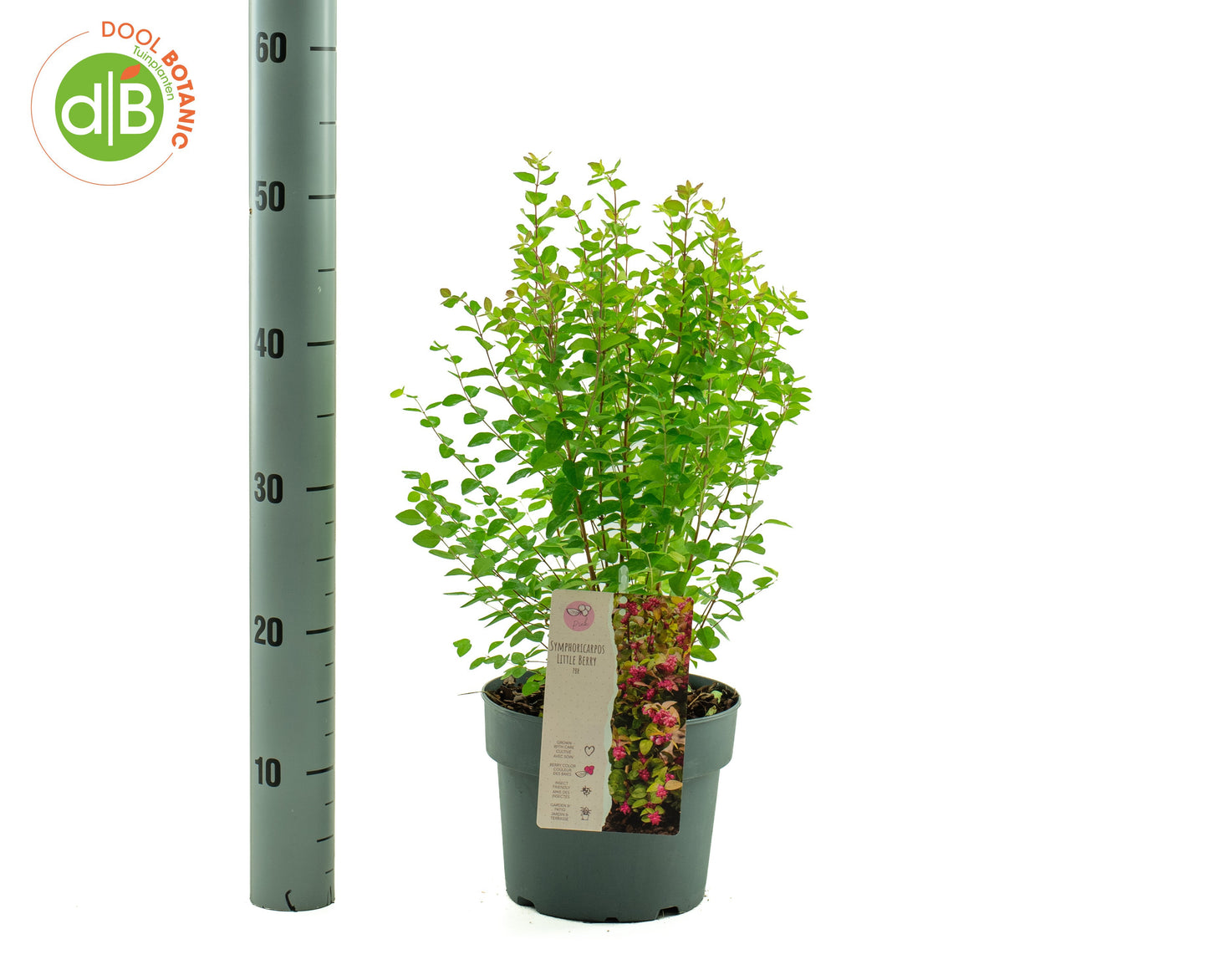 Symphoricarpos che. Little Berry 50cm 19cm Pot