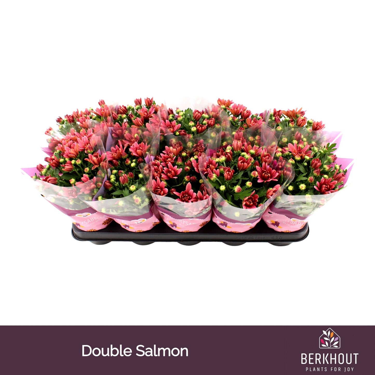 Berkhout Plants Chrysanthemum Dynamic Salmon Pack of 10