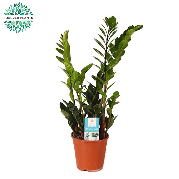 Zamioculcas zamiifolia 45cm 14cm Pot