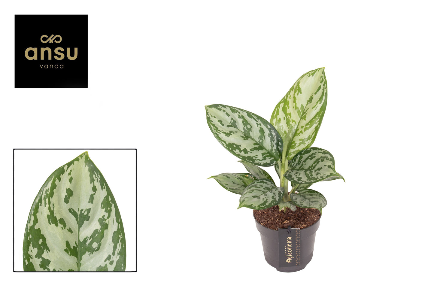 Aglaonema Jungle Silver 45cm 12cm Pot