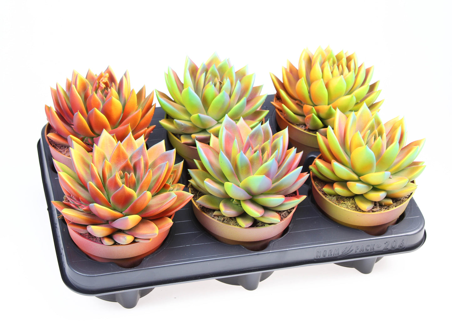 Echeveria chameleon special 15cm 12cm Pot