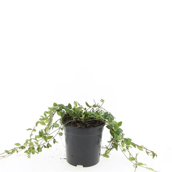 Vinca Atropurpurea 25cm 14cm Pot