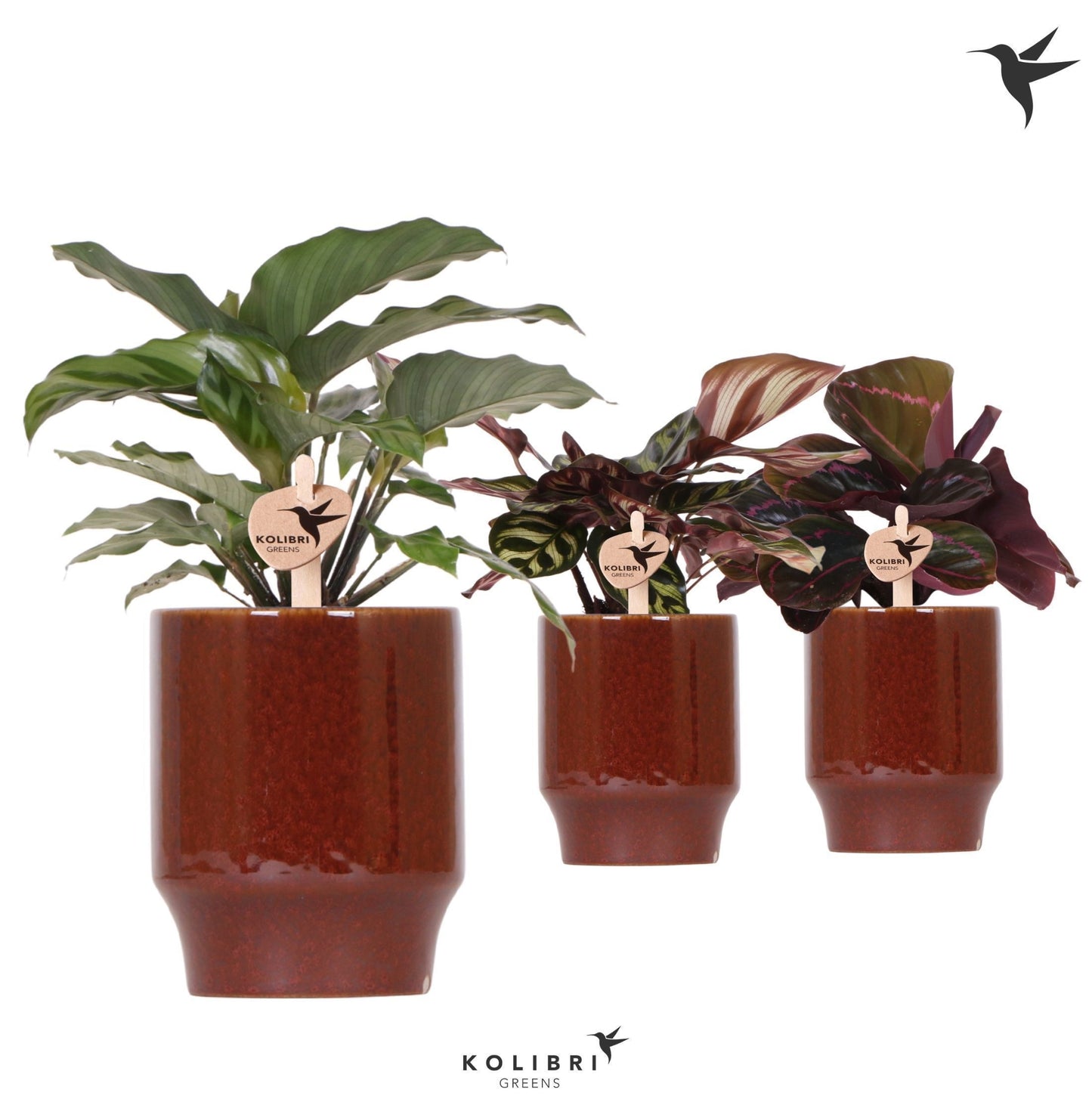 Calathea mix 26cm 9cm Pot