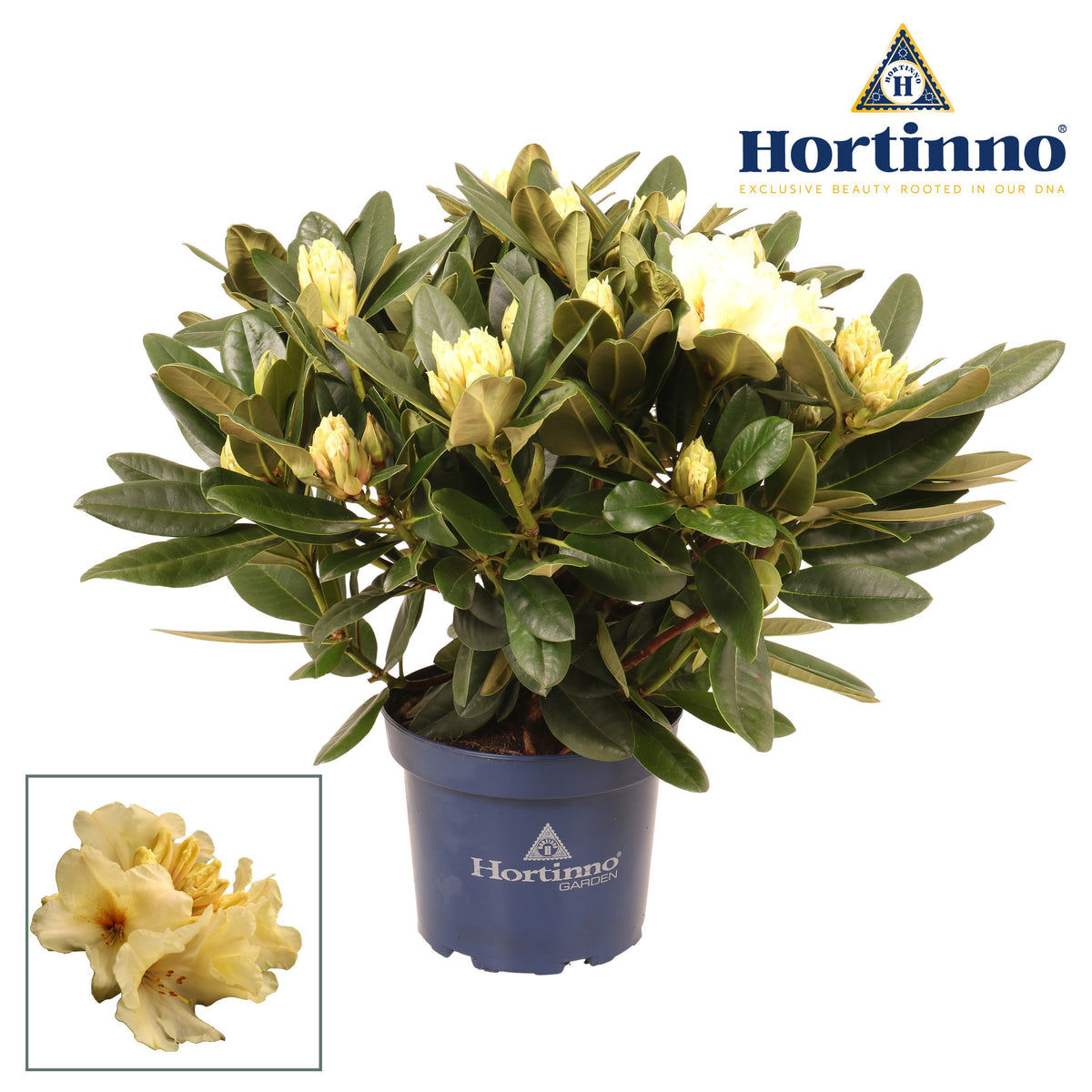 Rhodo. Hortinno Garden Yellow green 65cm 23cm Pot