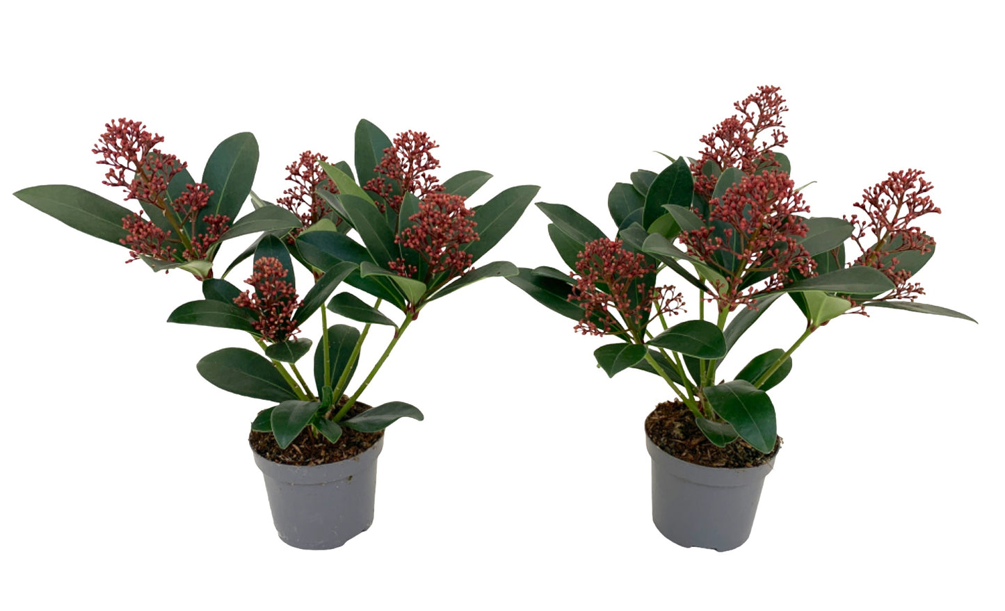Knaap, Kw. Jerry van der Skimmia japonica Rubella Pack of 18