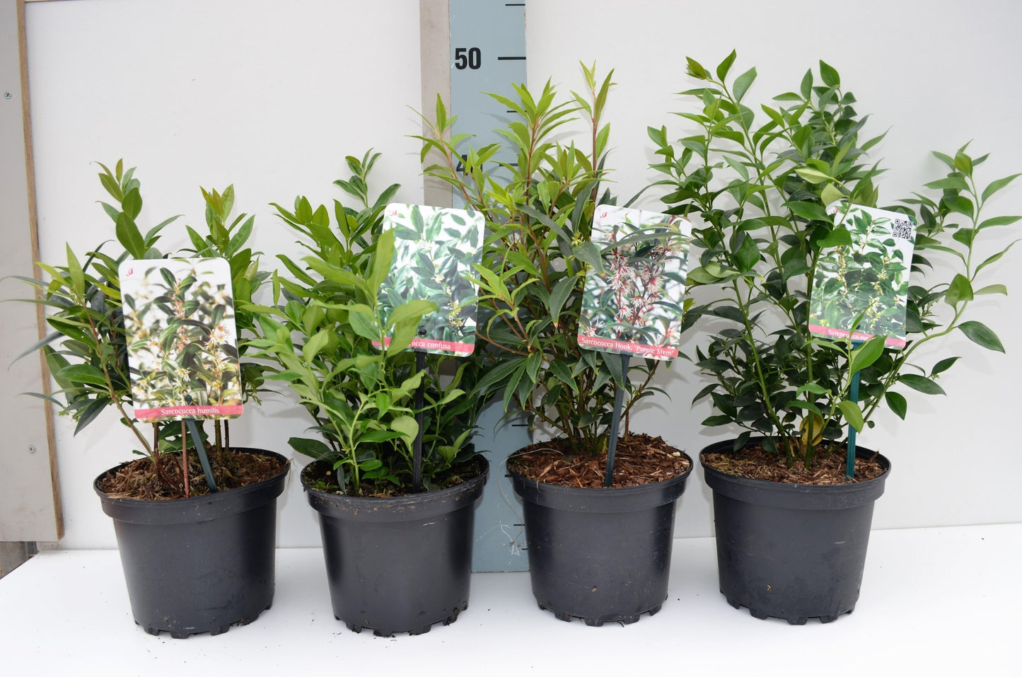 Sarcocca mix 30cm 17cm Pot