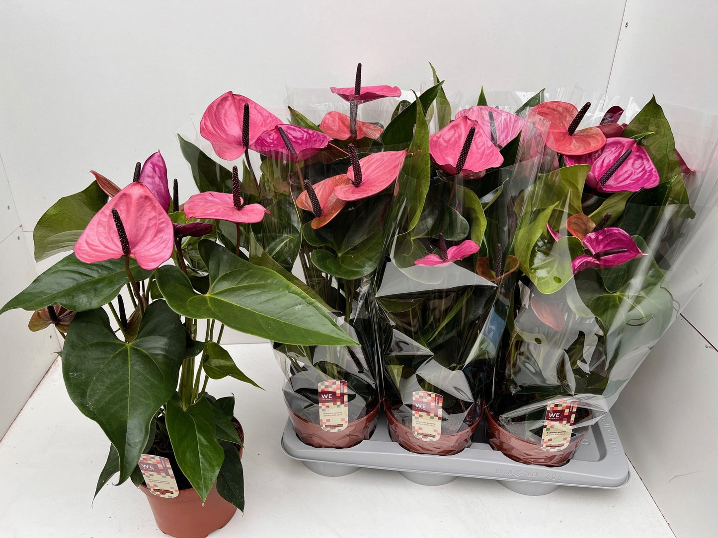 Anthurium Louisiana 60cm 17cm Pot