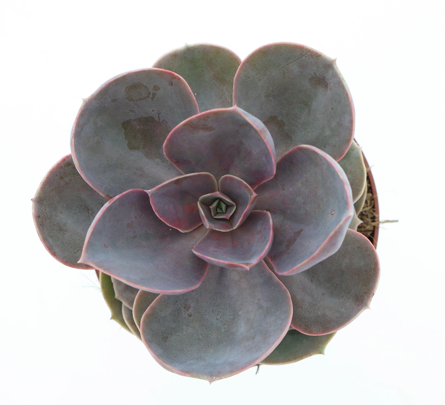 Euro Cactus Holland Bv Echeveria Perle von Nuernberg Pack of 6