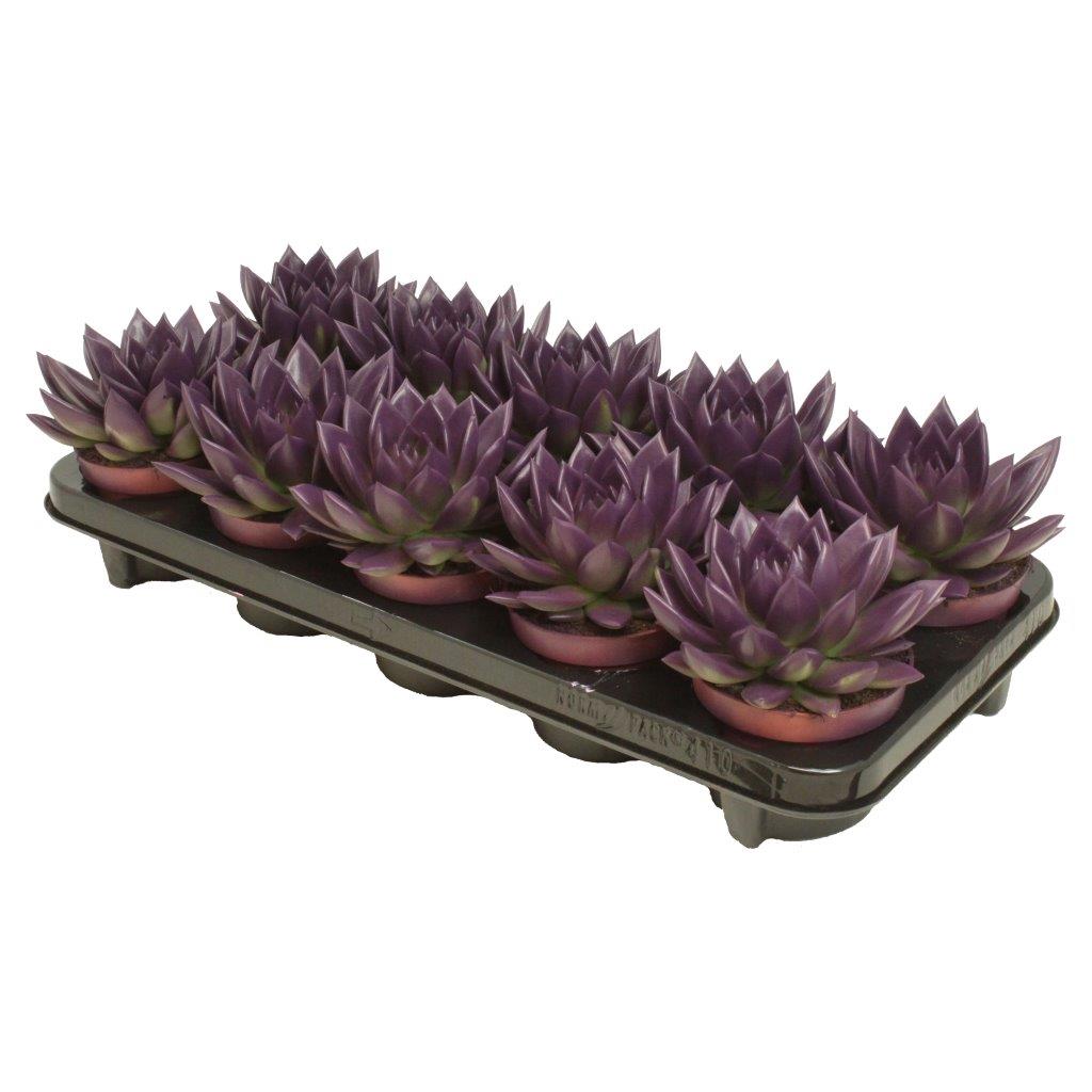 Echeveria colored purple 13cm 10.5cm Pot
