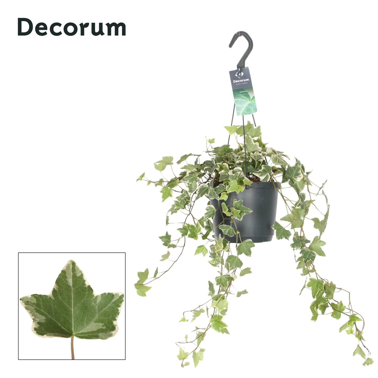 Hedera helix Eva 17cm Pot