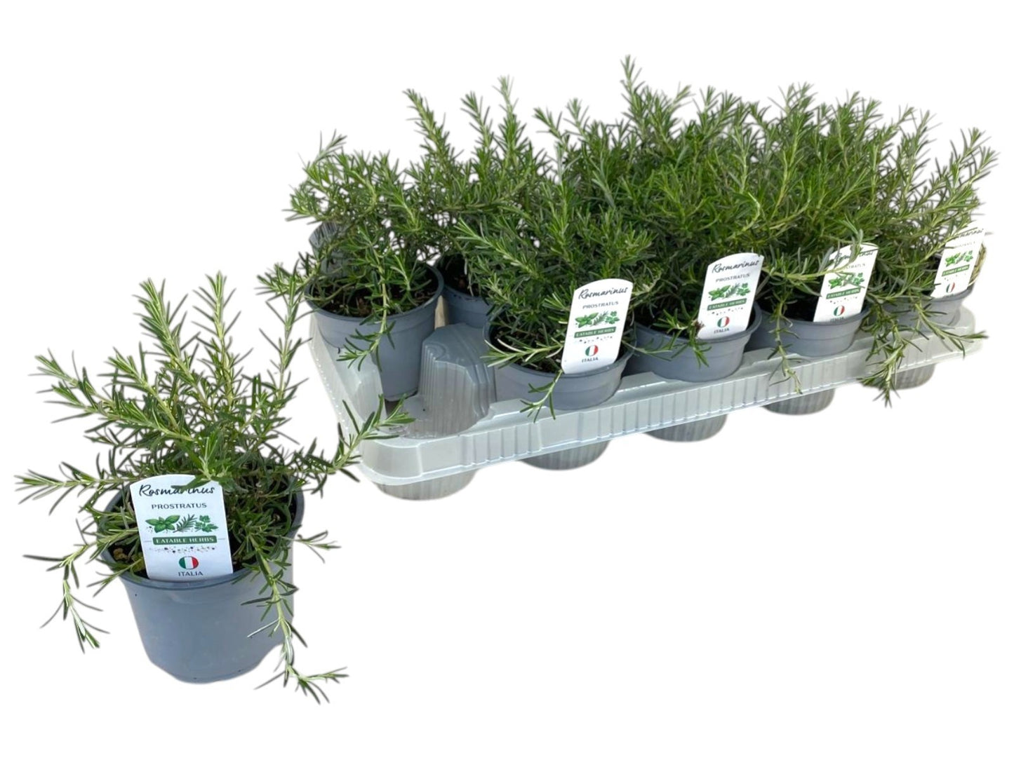 Rosmarinus officinalis Prostratus 20cm 12cm Pot