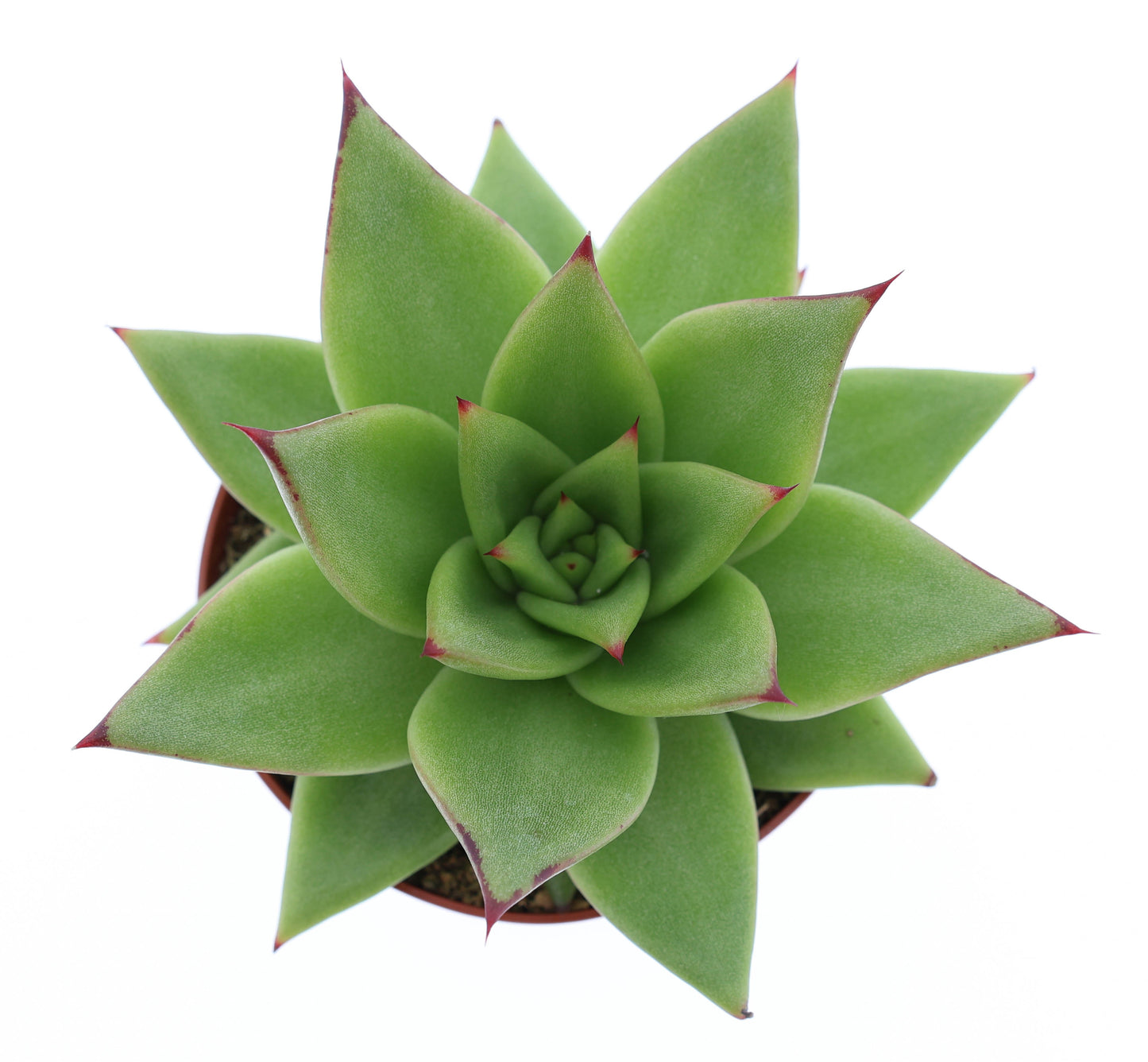 Echeveria agavoides Ebony 10cm 8.5cm Pot