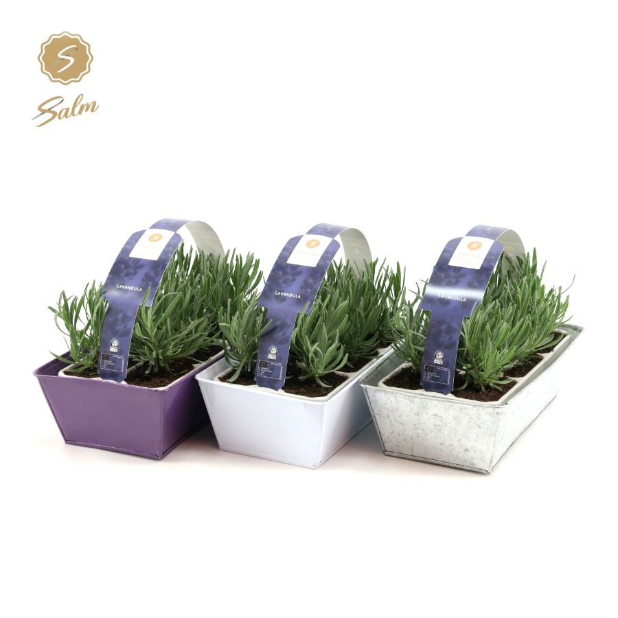 Lavandula angustifolia 20cm 1cm Pot
